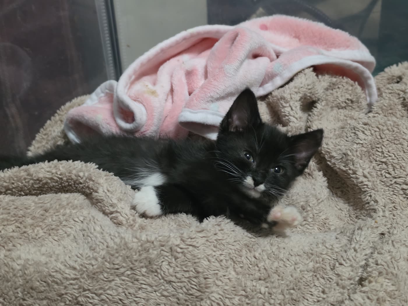 Foster kitten in Stacey Patterson's care (1 of 2)