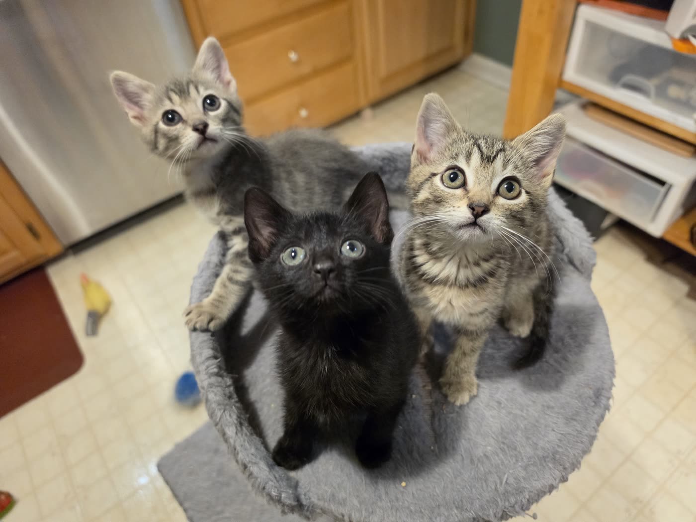 Foster kitten in Stacey Patterson's care (2 of 2)